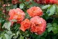 Rosa 'Westerland', Strauchrose, orange-gelb, 5-7,5 L Container