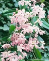 Clematis armandii 'Apple Blossom' 100–150 cm – Immergrün, Mehrjährig, Winterhart – Waldrebe – Kletterpflanze für Pergola & Rankhilfe