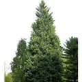 Leyland-Zypresse Pyramidalis 40-60cm - Cupressocyparis,eylandii