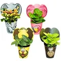 Exotenherz Lustiges Zimmerpflanzen Set Animals 4 Pflanzen mit Tieren Ideal als Gastgeschenk