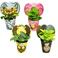 Exotenherz lustiges Zimmerpflanzen Set Animals 4 Pflanzen mit Tieren ideal als Gastgeschenk für Kindergeburtstage