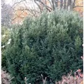 Eibe Osterberg 30-40cm - Taxus baccata