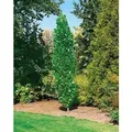Liriodendron Tulipifera Fastigiatum Tulpenbaum 100–125 cm