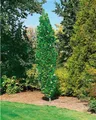 Pflanzen für Dich Gehölze Liriodendron tulip. Fastigiatum, 1 St., Tulpenbaum, Amerikanischer Tulpenbaum