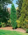 Liriodendron tulipifera 'Fastigiatum', Tulpenbaum, 100–125 cm