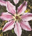 Waldrebe John Paul II 40-60cm - Clematis