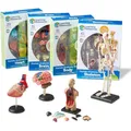 Learning Resources Anatomiemodell-Set für Lernen und Studium (LER3338)