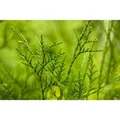 Thuja plicata 'Excelsa' 60-80 cm