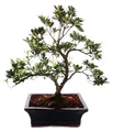Rhododendron simsii – Azalee für den Außenbereich, 20 cm