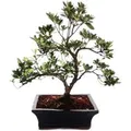 Exotenherz Outdoor Bonsai Rhododendron Simsii Azalee 20cm