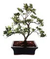 Exotenherz - Outdoor Bonsai Rhododendron simsii - Azalee 20cm