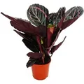 Exotenherz Schattenpflanze mit Ausgefallenem Blattmuster Calathea Dottie 14cm Topf ca. 50cm Hoch