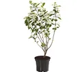 Dehner Apfelbeere Aronia Aron, violett-schwarze Früchte, ca. 40-60 cm, 3 l Topf, Beerenstrauch