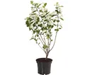 Apfelbeere Aronia Aron Beerenstrauch violett-schwarze Früchte 40-60 cm, Dehner