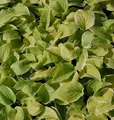 Grünblattfunkie Fragrant Bouquet - Hosta plantaginea