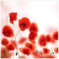 Wallario Möbelfolie Leuchtende Mohnblumen - Rote Mohnblumenblüten rot|weiß