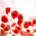 Wallario Möbelfolie selbstklebend/Aufkleber, Tischfolie geeignet für IKEA Lack Tisch - Möbeldeko Leuchtende Mohnblumen - Rote Mohnblumenblüten in 55 x 55 cm