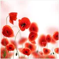 Wallario Aufkleber Möbelfolie Lack Tisch 55x55cm Leuchtende Mohnblumen - Rote