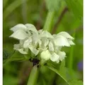Taubnessel - Lamium album