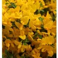 Sandginster Lemon Spreader 20-30cm - Genista pilosa