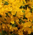 Sandginster Lemon Spreader 20-30cm - Genista pilosa - lebende Gartenpflanze aus den Baumschulen