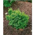Taxus Cuspidata Nana Japanische Eibe Kompakt 25–30 cm