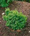 Pflanzen für Dich Konifere Taxus cuspidata Nana, 1 St., Japanische Eibe, kompakt, immergrün