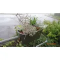Blumenkasten Flowerclip XL
