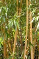 Phyllostachys vivax 'Aureocaulis' 80-100 cm - Goldrohrbambus, gelbe Halme mit grünen Streifen, ideal als Sichtschutz, winterhart, schnellwachsend