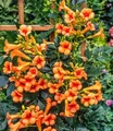 BALDUR Garten 1x Amerikanische Klettertrompete Campsis, Pflanze im 2 Liter-Topf, mehrjährig, winterhart, pflegeleicht, stark wachsend, klettert ca. 3-6 Meter hoch, Blüten in Hülle und Fülle