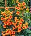 BALDUR Garten Kletterpflanze Amerikanische Klettertrompete Campsis, 1 St., Jasmin-trompete, winterhart, mehrjährig, pflegeleicht