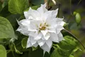 Clematis texensis 'Duchess of Edinburgh', weiß, 60–100 cm