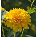 Sonnenblume Sunshine Daydream - Helianthus decapetalus