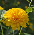 Sonnenblume Sunshine Daydream - Helianthus decapetalus
