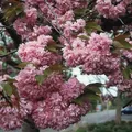 Japanische Nelkenkirsche Kanzan 100-125cm - Prunus serrulata