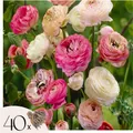 Ranunkeln - 40 Stk - Ranunculus - Blumenzwiebeln - Mehrfarbig