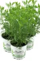 Enseleits 3er Set Cola-Strauch, Cola-Kraut im Topf, Artemisia abrotanum var. Maritima, frische Coca-Cola Pflanze direkt aus der Gärtnerei Enseleit