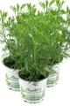 3er Set Cola-Strauch, Cola-Kraut im Topf, Artemisia abrotanum var. Maritima, frische Cola Pflanze direkt aus der Gärtnerei Enseleit