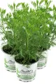Enseleits 3er Set Cola-Strauch im Topf – Cola-Kraut Artemisia abrotanum var. ...