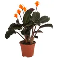 Dehner Korbmarante, Calathea crocata, dunkelgrüne Blätter, ca. 30-40 cm, Ø Topf 14 cm, Zimmerpflanze