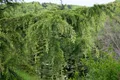 Cedrus libani 40–60 cm – Winterhart, Immergrün, Pflegeleicht – Libanon-Zeder – Solitärbaum für Garten & Vorgarten