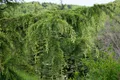 Pflanzen für Dich Konifere Cedrus libani, 1 St., Libanon-Zeder, Libanon-Zederbaum, breitwüchsig, nadelbaum