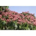 Albizia Julibrissin Ombrella Seidenbaum 40–60 cm