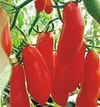Stk - 50x Bananen Tomaten Banana Legs Flaschentomaten Gemüse Samen A434 - Seeds & Plants Shop by Ipsa