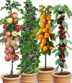 BALDUR Garten 4er Säulen-Obst-Raritäten-Kollektion Apfel, Brombeere, Kirsche + Aprikose, 4 Pflanzen, Obstbäume, winterhart, platzsparende Säulen für kleine Gärten, Balkone & Terrassen