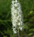 Traubensilberkerze - Actaea simplex - lebende Gartenpflanze aus den Baumschulen