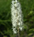 Traubensilberkerze - Actaea simplex