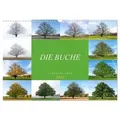 Die Buche: Jahresplaner 2026 (Wandkalender 2026 DIN A3 quer), CALVENDO Monatskalender