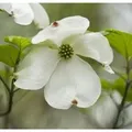 Japanischer Blumenhartriegel Venus 60-80cm - Cornus kousa
