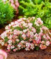 BALDUR Garten 1x Alpin-Rose Cutie Pie®, Pflanze im 9x9 cm-Topf, winterhart, wintergrün, kleine, stark duftende Rose, niedrig und kompakt, blühend, bienenfreundlich, Rosa